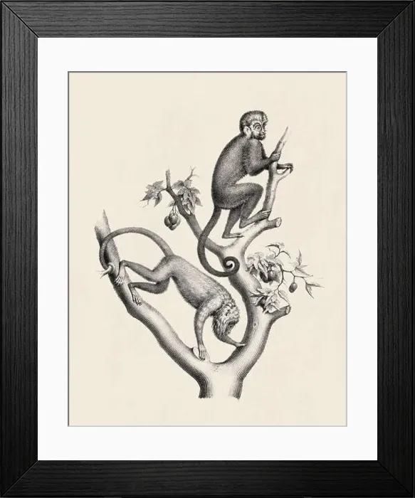 Framed Print : Monkeys illustration. Pencil sketch of monkeys isolated on an aged beige background Framed Print : Monkeys illustration. Pencil sketch of monkeys isolated on an aged beige background