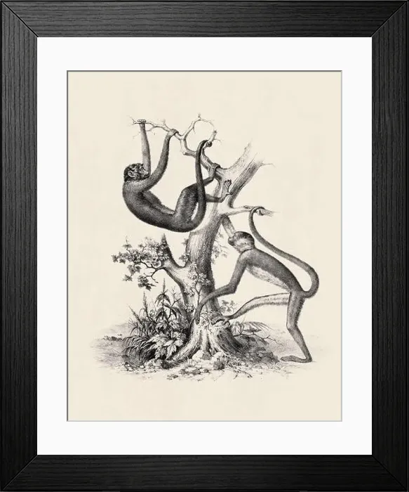 Framed Print : Monkeys illustration. Pencil sketch of monkeys isolated on an aged beige background Framed Print : Monkeys illustration. Pencil sketch of monkeys isolated on an aged beige background