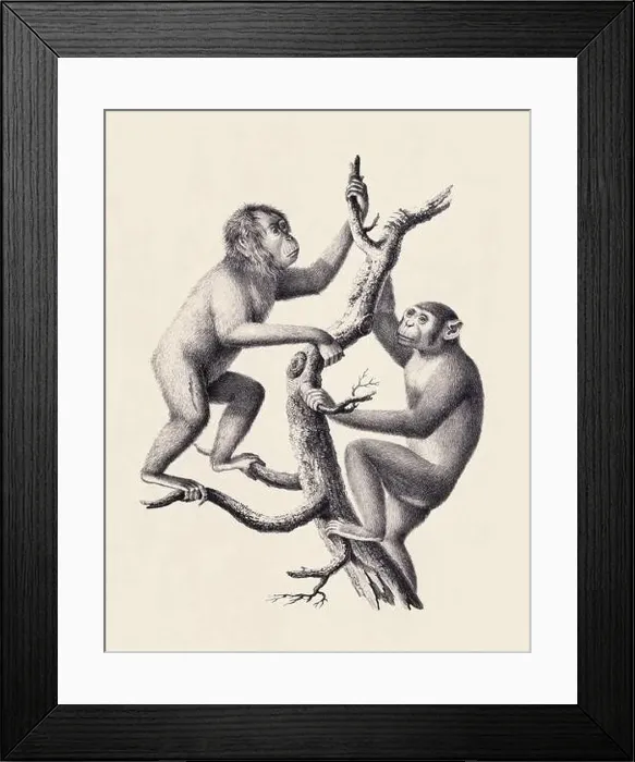Framed Print : Monkeys illustration. Pencil sketch of monkeys isolated on an aged beige background Framed Print : Monkeys illustration. Pencil sketch of monkeys isolated on an aged beige background