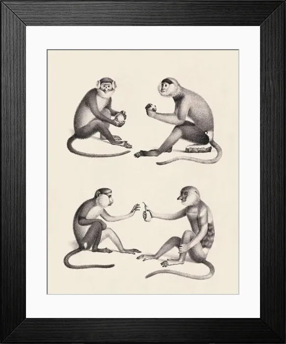 Framed Print : Monkeys illustration. Pencil sketch of monkeys isolated on an aged beige background Framed Print : Monkeys illustration. Pencil sketch of monkeys isolated on an aged beige background