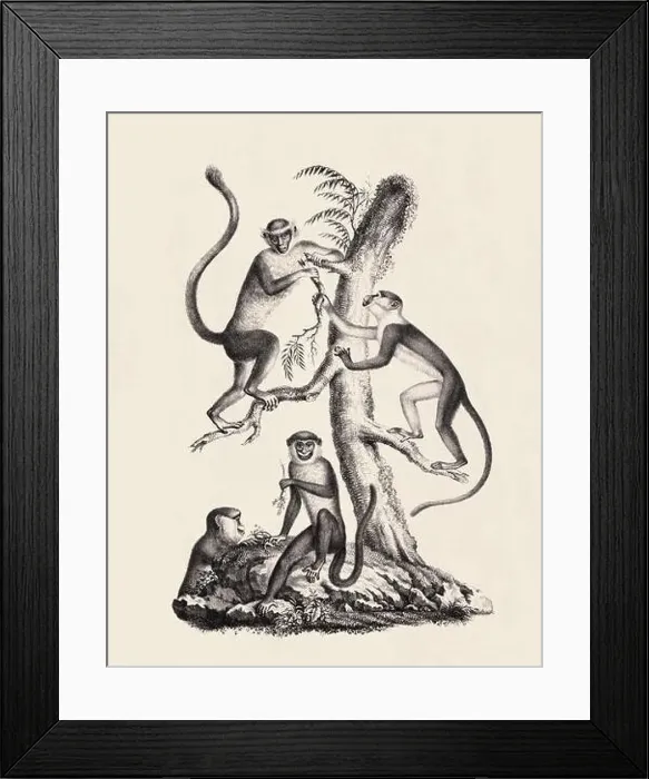 Framed Print : Monkeys illustration. Pencil sketch of monkeys isolated on an aged beige background Framed Print : Monkeys illustration. Pencil sketch of monkeys isolated on an aged beige background