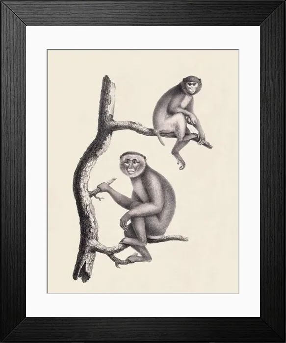 Framed Print : Monkeys illustration. Pencil sketch of monkeys isolated on an aged beige background Framed Print : Monkeys illustration. Pencil sketch of monkeys isolated on an aged beige background
