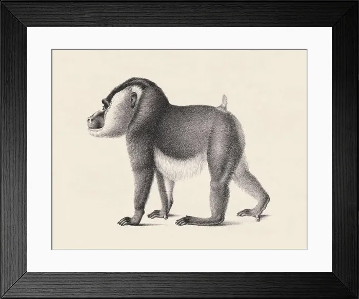 Framed Print : Monkey illustration. Pencil sketch of a monkey isolated on an aged beige background Framed Print : Monkey illustration. Pencil sketch of a monkey isolated on an aged beige background