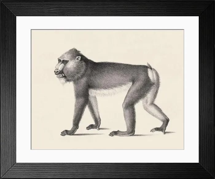 Framed Print : Monkey illustration. Pencil sketch of a monkey isolated on an aged beige background Framed Print : Monkey illustration. Pencil sketch of a monkey isolated on an aged beige background