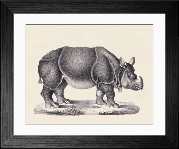Framed Print : Rhinoceros illustration. Pencil sketch of a rhinoceros isolated on an aged beige background Framed Print : Rhinoceros illustration. Pencil sketch of a rhinoceros isolated on an aged beige background