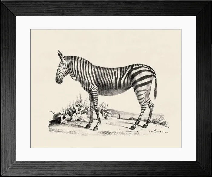 Framed Print : Zebra illustration. Pencil sketch of a zebra isolated on an aged beige background Framed Print : Zebra illustration. Pencil sketch of a zebra isolated on an aged beige background