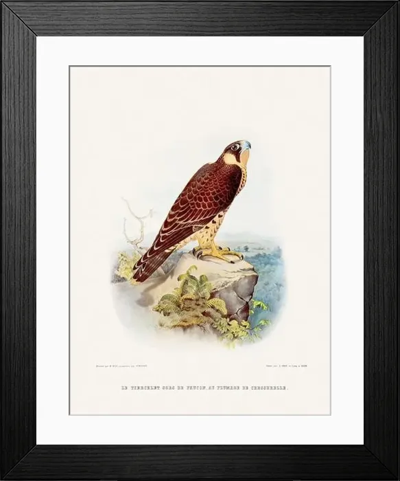 Framed Print : Vintage falconry illustration from a French book published in the mid-19th century. Circa 1845 Framed Print : Vintage falconry illustration from a French book published in the mid-19th century. Circa 1845