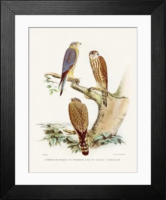 Framed Print : Vintage falconry illustration from a French book published in the mid-19th century. Circa 1845 Framed Print : Vintage falconry illustration from a French book published in the mid-19th century. Circa 1845