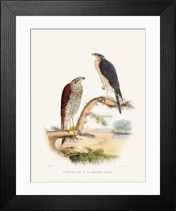 Framed Print : Vintage falconry illustration from a French book published in the mid-19th century. Circa 1845 Framed Print : Vintage falconry illustration from a French book published in the mid-19th century. Circa 1845