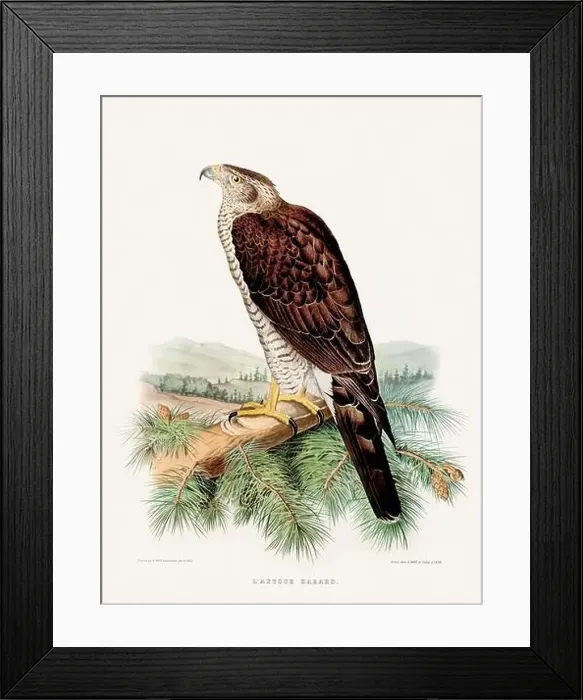 Framed Print : Vintage falconry illustration from a French book published in the mid-19th century. Circa 1845 Framed Print : Vintage falconry illustration from a French book published in the mid-19th century. Circa 1845