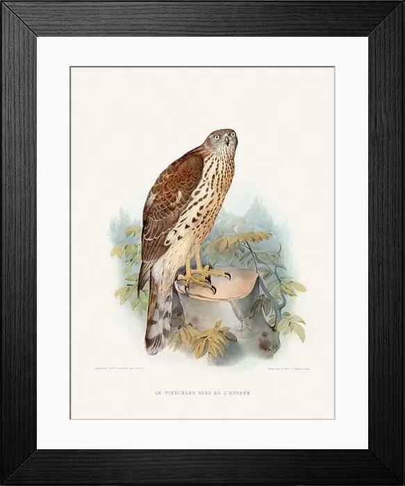 Framed Print : Vintage falconry illustration from a French book published in the mid-19th century. Circa 1845 Framed Print : Vintage falconry illustration from a French book published in the mid-19th century. Circa 1845