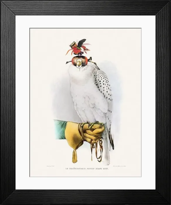 Framed Print : Vintage falconry illustration from a French book published in the mid-19th century. Circa 1845 Framed Print : Vintage falconry illustration from a French book published in the mid-19th century. Circa 1845