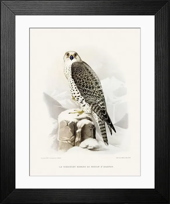 Framed Print : Vintage falconry illustration from a French book published in the mid-19th century. Circa 1845 Framed Print : Vintage falconry illustration from a French book published in the mid-19th century. Circa 1845
