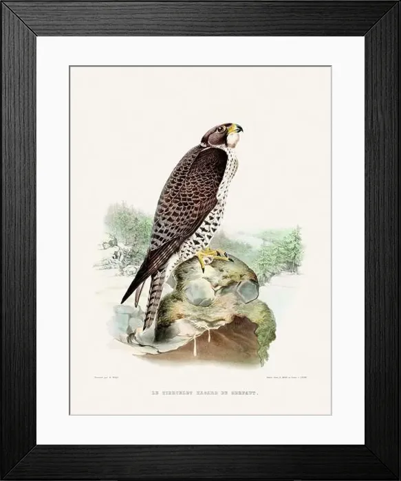 Framed Print : Vintage falconry illustration from a French book published in the mid-19th century. Circa 1845 Framed Print : Vintage falconry illustration from a French book published in the mid-19th century. Circa 1845