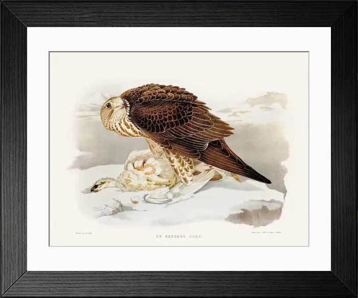 Framed Print : Vintage falconry illustration from a French book published in the mid-19th century. Circa 1845 Framed Print : Vintage falconry illustration from a French book published in the mid-19th century. Circa 1845
