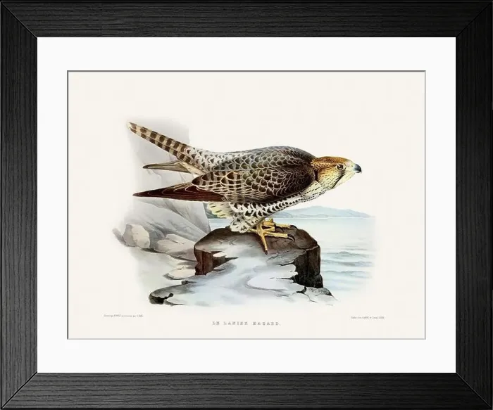 Framed Print : Vintage falconry illustration from a French book published in the mid-19th century. Circa 1845 Framed Print : Vintage falconry illustration from a French book published in the mid-19th century. Circa 1845