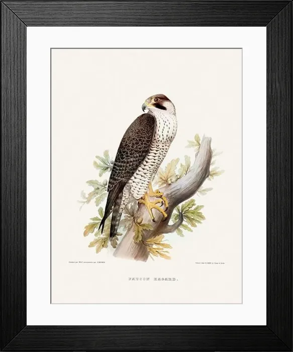 Framed Print : Vintage falconry illustration from a French book published in the mid-19th century. Circa 1845 Framed Print : Vintage falconry illustration from a French book published in the mid-19th century. Circa 1845