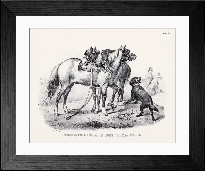 Framed Print : Horse Illustration. Zoological Lithography. Natural History Art