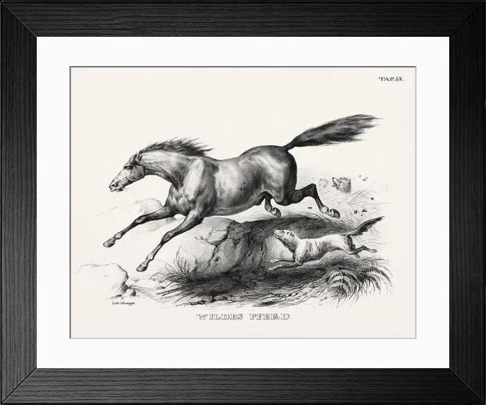 Framed Print : Horse Illustration. Zoological Lithography. Natural History Art