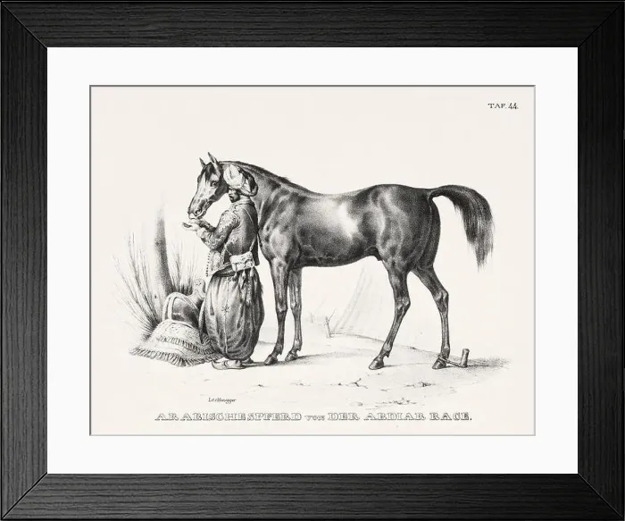 Framed Print : Horse Illustration. Zoological Lithography. Natural History Art