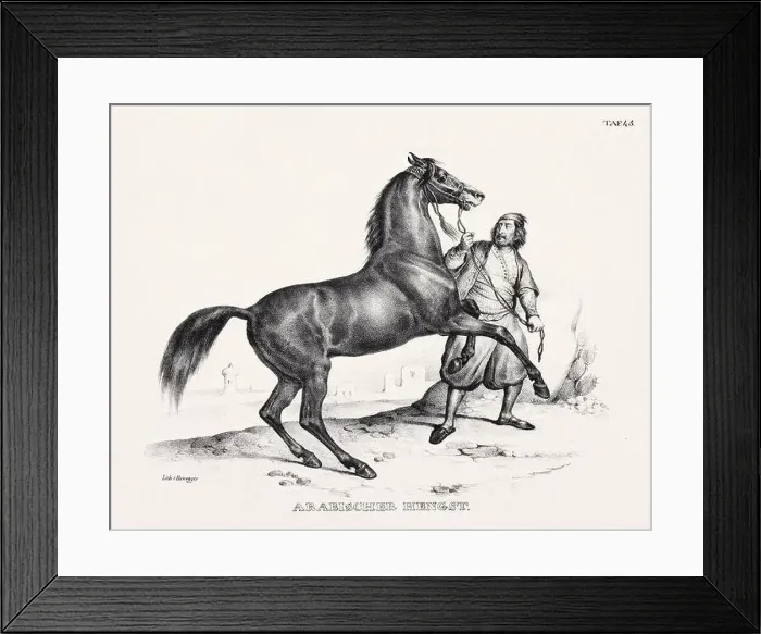Framed Print : Horse Illustration. Zoological Lithography. Natural History Art