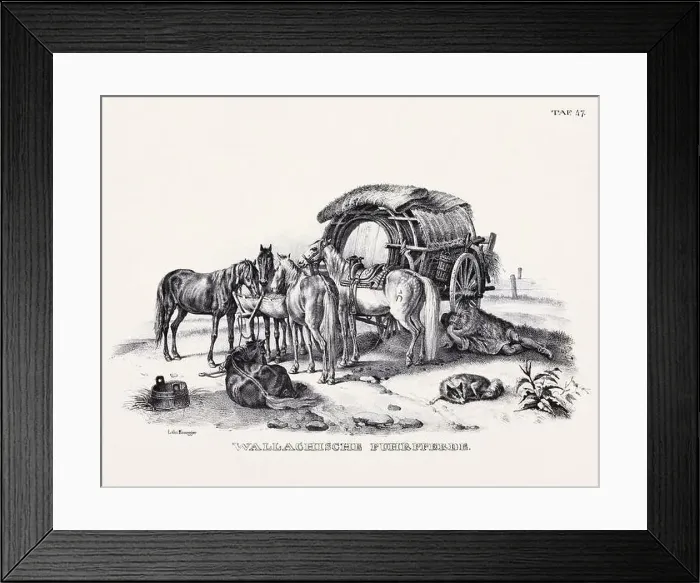Framed Print : Horse Illustration. Zoological Lithography. Natural History Art