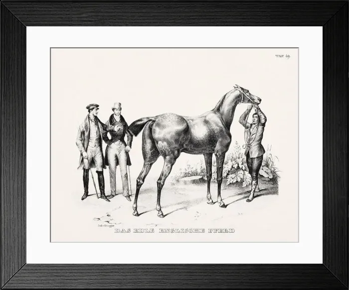 Framed Print : Horse Illustration. Zoological Lithography. Natural History Art
