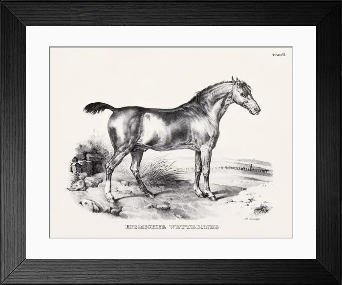 Framed Print : Horse Illustration. Zoological Lithography. Natural History Art Framed Print : Horse Illustration. Zoological Lithography. Natural History Art