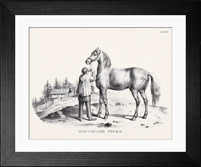 Framed Print : Horse Illustration. Zoological Lithography. Natural History Art
