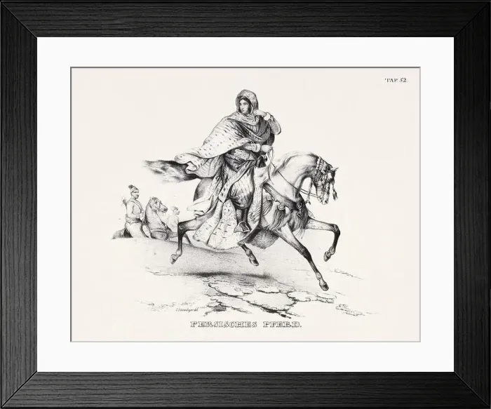 Framed Print : Horse Illustration. Zoological Lithography. Natural History Art