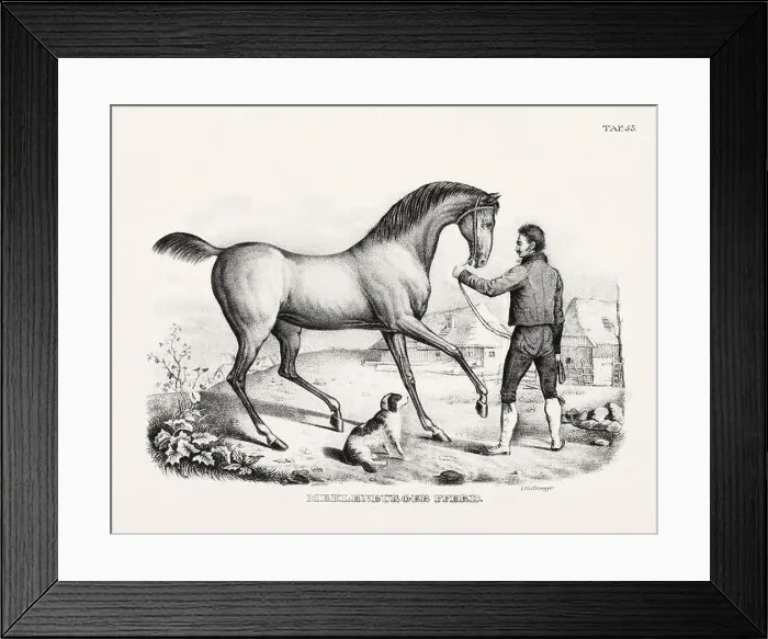 Framed Print : Horse Illustration. Zoological Lithography. Natural History Art
