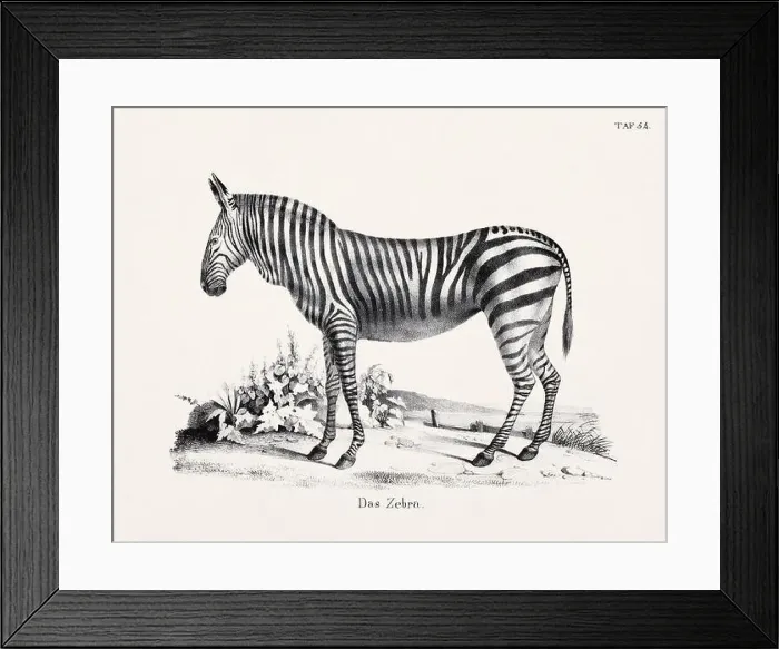 Framed Print : Zebra Illustration. Zoological Lithography. Natural History Art