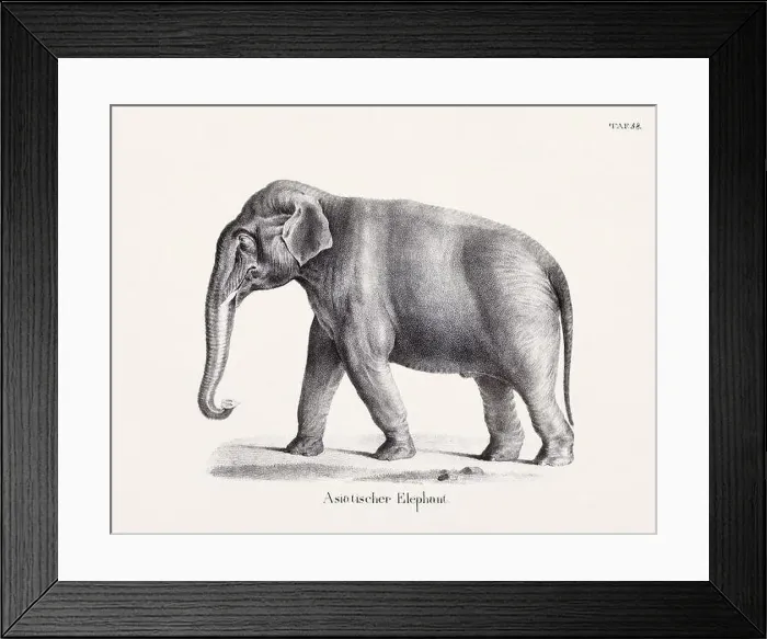Framed Print : Elephant Illustration. Zoological Lithography. Natural History Art