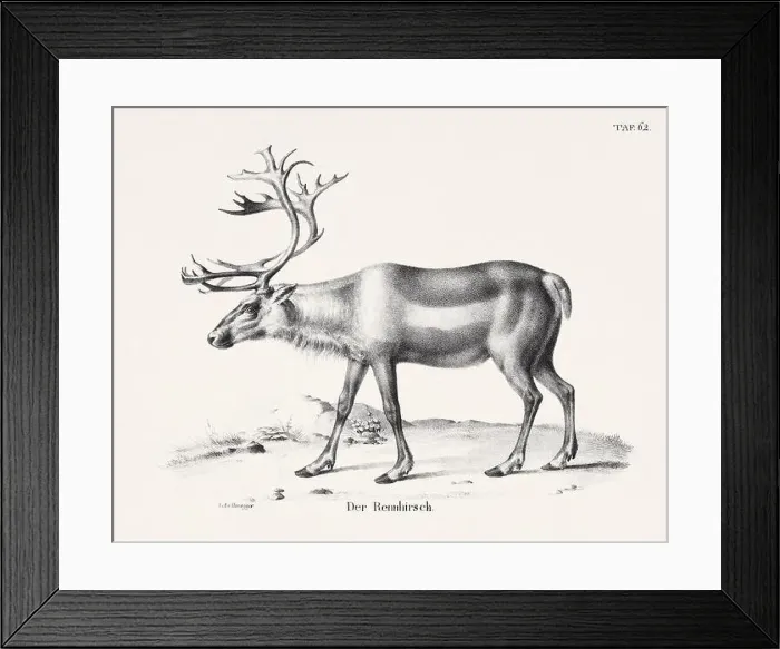 Framed Print : Reindeer Illustration. Zoological Lithography. Natural History Art