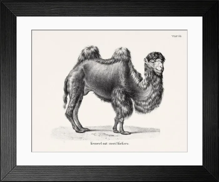 Framed Print : Camel Illustration. Zoological Lithography. Natural History Art