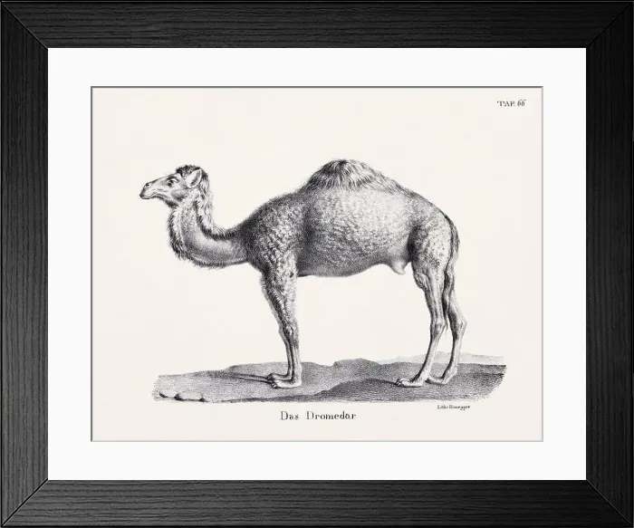 Framed Print : Camel Illustration. Zoological Lithography. Natural History Art