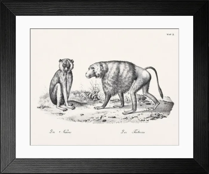 Framed Print : Monkey Illustration. Zoological Lithography. Natural History Art Framed Print : Monkey Illustration. Zoological Lithography. Natural History Art