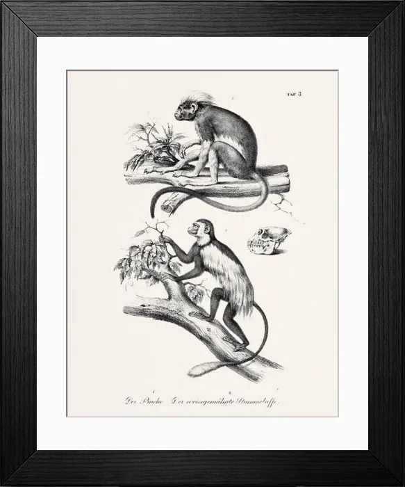 Framed Print : Monkey Illustration. Zoological Lithography. Natural History Art Framed Print : Monkey Illustration. Zoological Lithography. Natural History Art