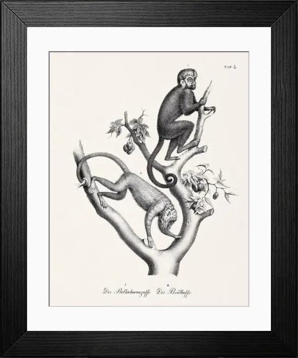 Framed Print : Monkey Illustration. Zoological Lithography. Natural History Art Framed Print : Monkey Illustration. Zoological Lithography. Natural History Art