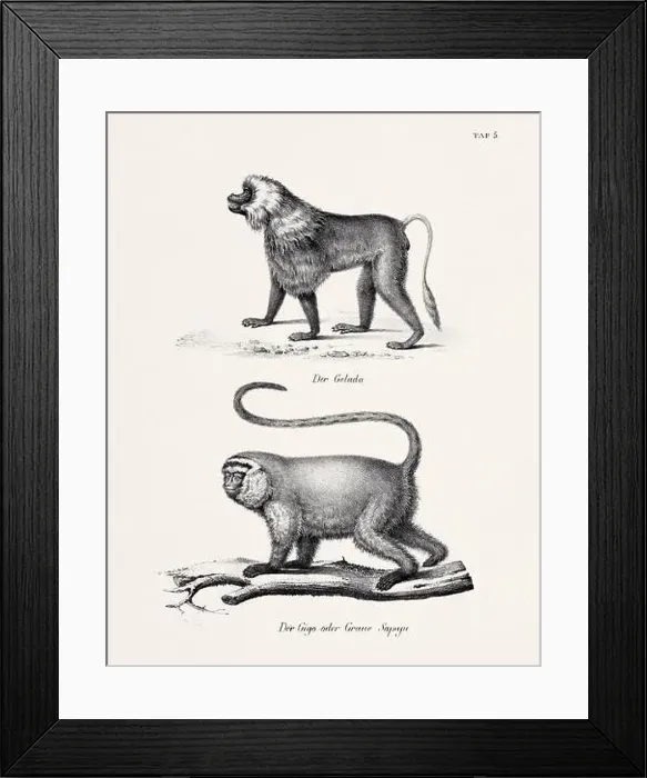 Framed Print : Monkey Illustration. Zoological Lithography. Natural History Art Framed Print : Monkey Illustration. Zoological Lithography. Natural History Art