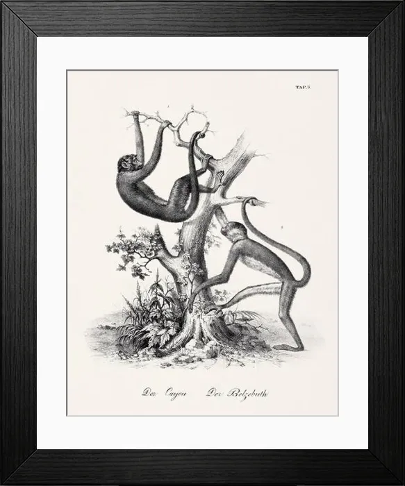 Framed Print : Monkey Illustration. Zoological Lithography. Natural History Art Framed Print : Monkey Illustration. Zoological Lithography. Natural History Art