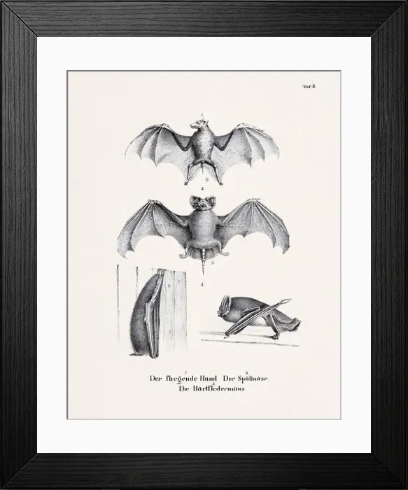 Framed Print : Bat Illustration. Zoological Lithography. Natural History Art