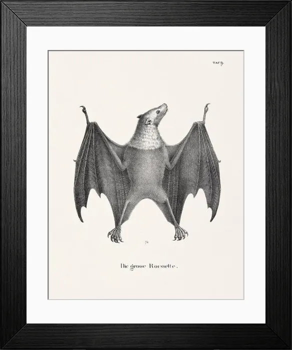 Framed Print : Bat Illustration. Zoological Lithography. Natural History Art