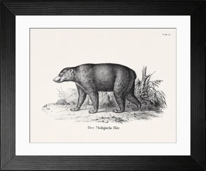 Framed Print : Bear Illustration. Zoological Lithography. Natural History Art Framed Print : Bear Illustration. Zoological Lithography. Natural History Art