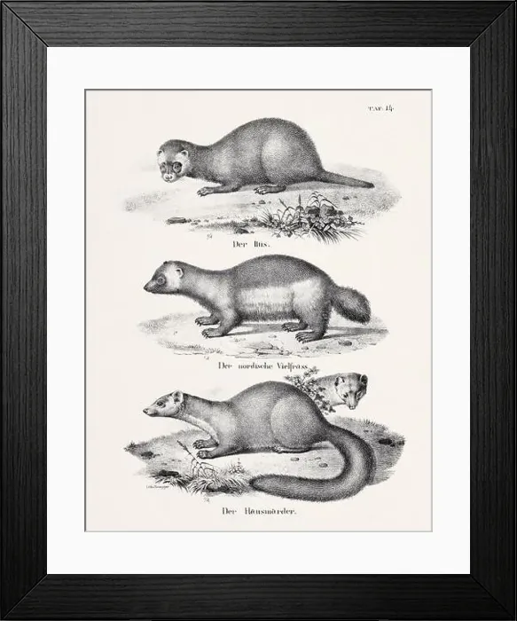 Framed Print : Ferret Illustration. Zoological Lithography. Natural History Art