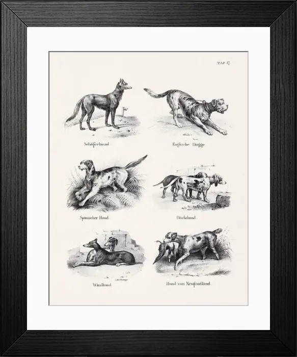 Framed Print : Dog Illustration. Zoological Lithography. Natural History Art