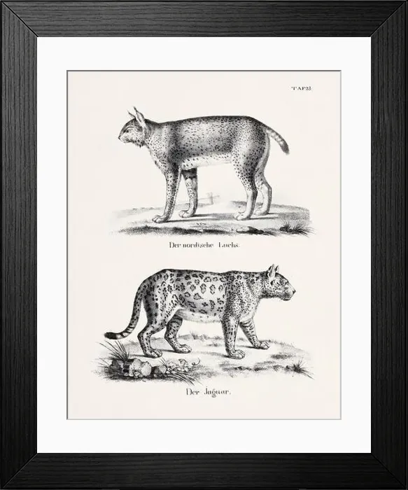 Framed Print : Wild Cat Illustration. Feline Zoological Lithography. Natural History Art Framed Print : Wild Cat Illustration. Feline Zoological Lithography. Natural History Art