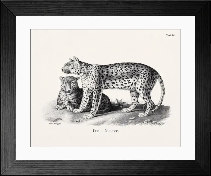 Framed Print : Wild Cat Illustration. Feline Zoological Lithography. Natural History Art Framed Print : Wild Cat Illustration. Feline Zoological Lithography. Natural History Art