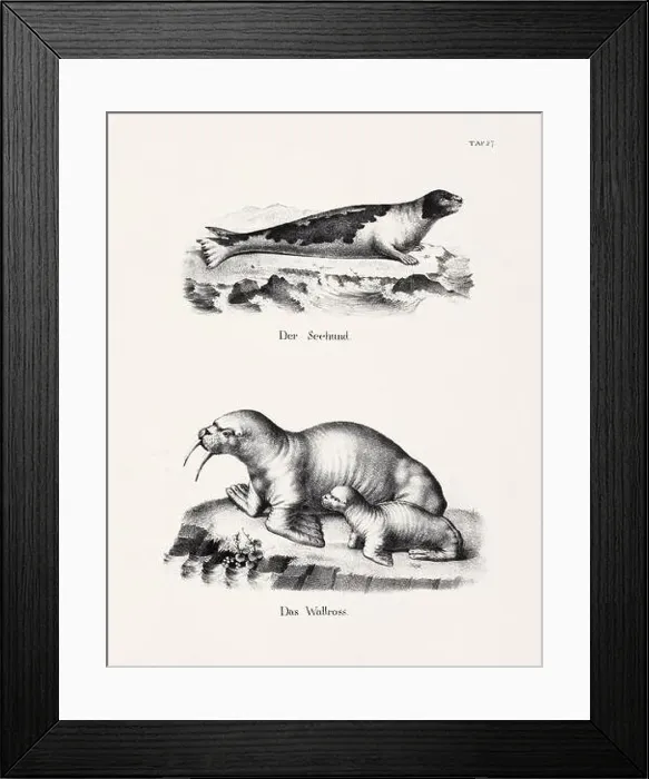 Framed Print : Seal Illustration. Feline Zoological Lithography. Natural History Art Framed Print : Seal Illustration. Feline Zoological Lithography. Natural History Art