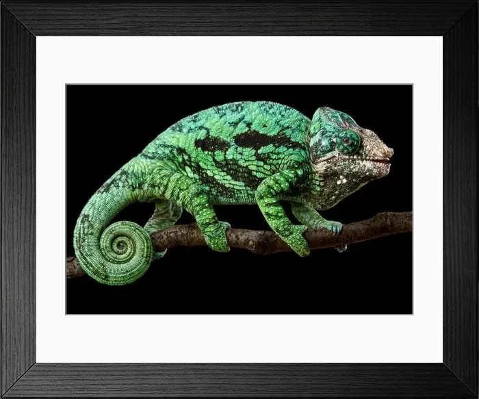 Framed Print : Flat-casqued chameleon (Calumma globifer) male Framed Print : Flat-casqued chameleon (Calumma globifer) male